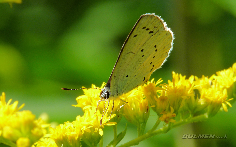 Holly Blue (Celastrina argiolus)